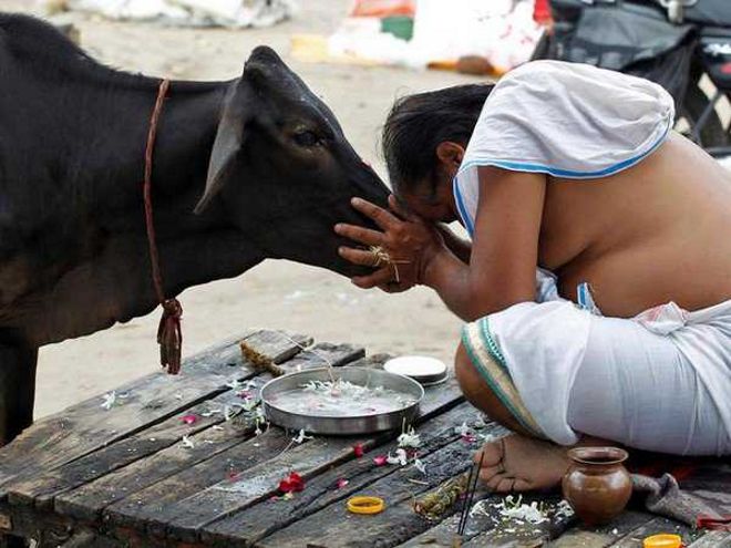India u bën thirrje qytetarëve që për Shën Valentin të përqafojnë lopët