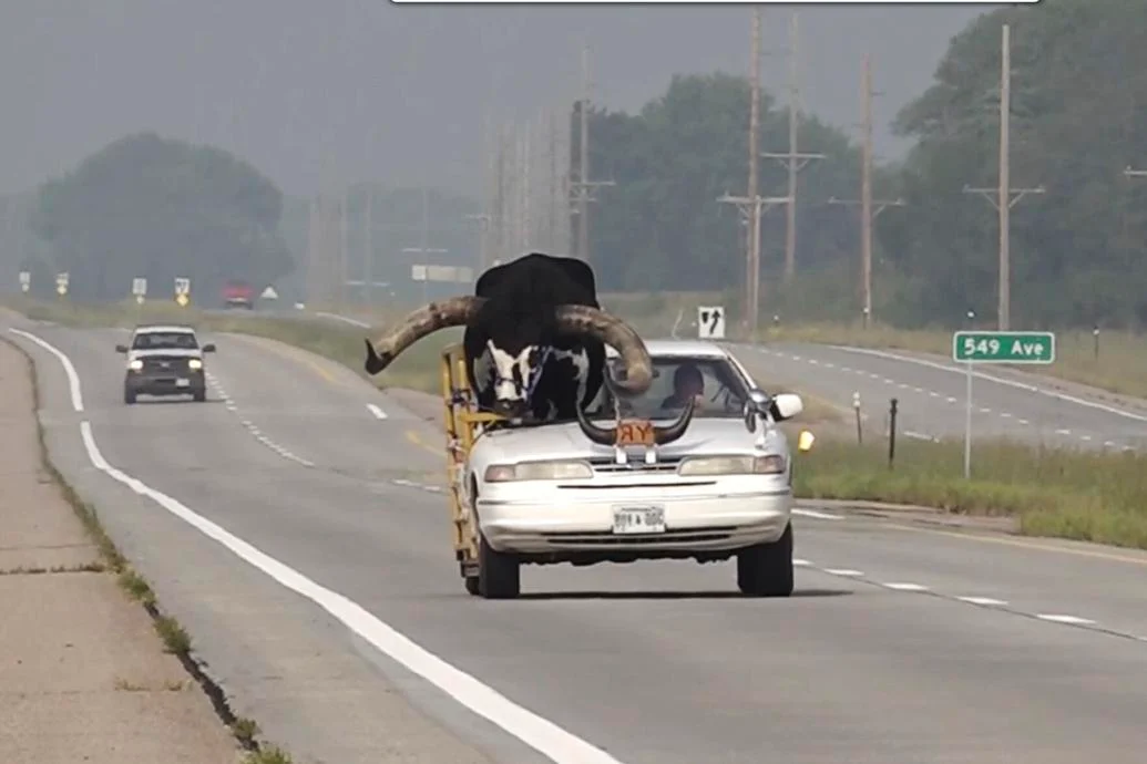 Drejtuesi i mjetit udhëton me një dem të madh në Nebraska të SHBA! Polici: Nuk kam parë kurrë një skenë si kjo
